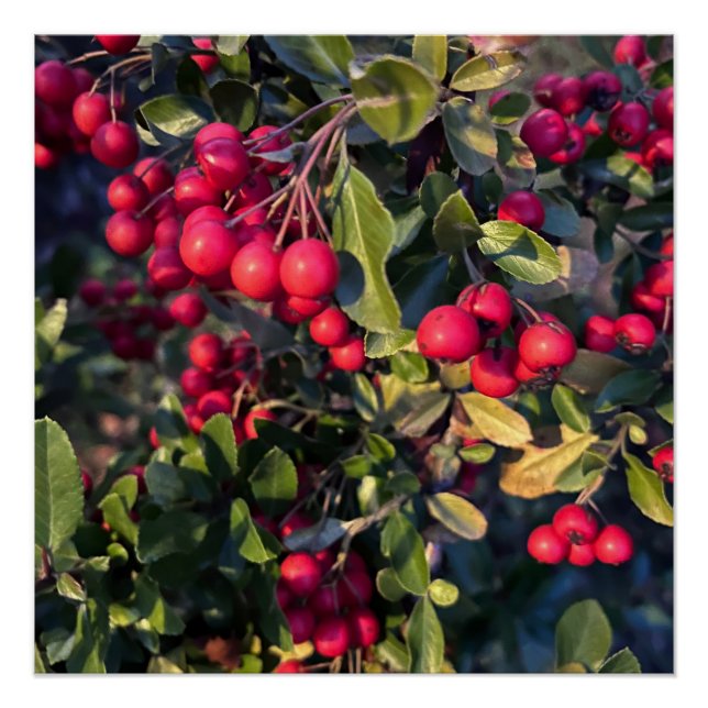 Póster Frutos del otoño (Anverso)