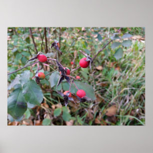 Póster frutos del otoño
