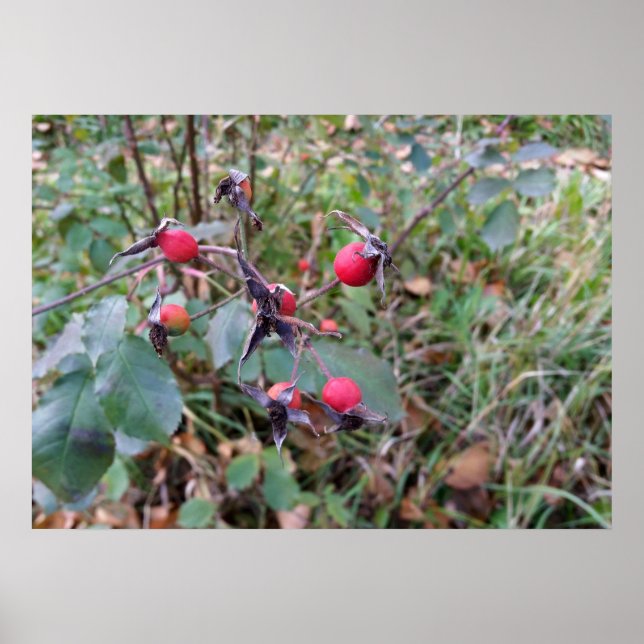 Póster frutos del otoño (Frente)