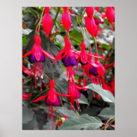 Fuchsia