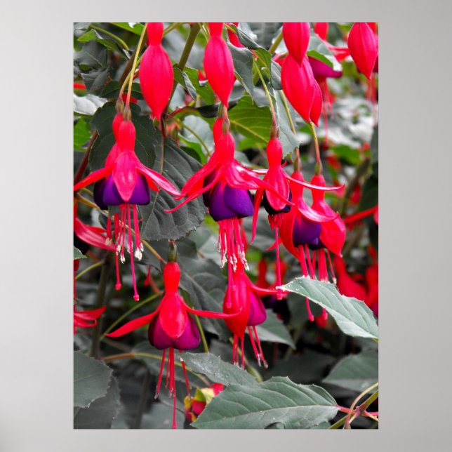 Póster Fuchsia (Frente)