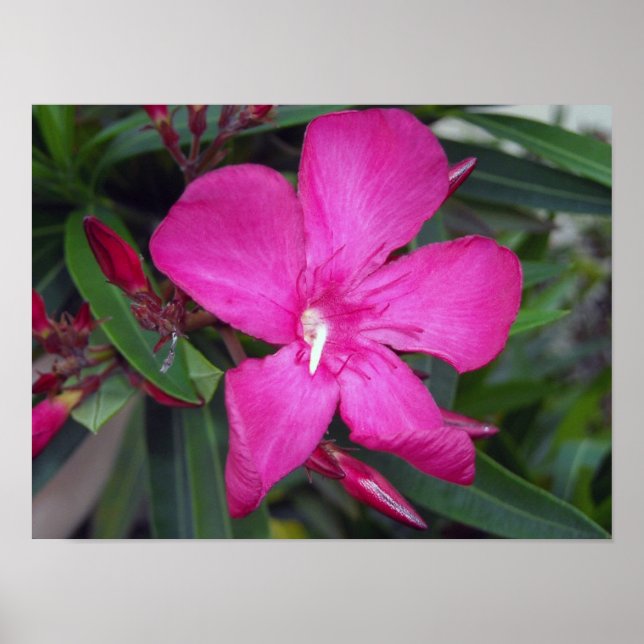 Póster Fucshia Oleander Photo (Frente)