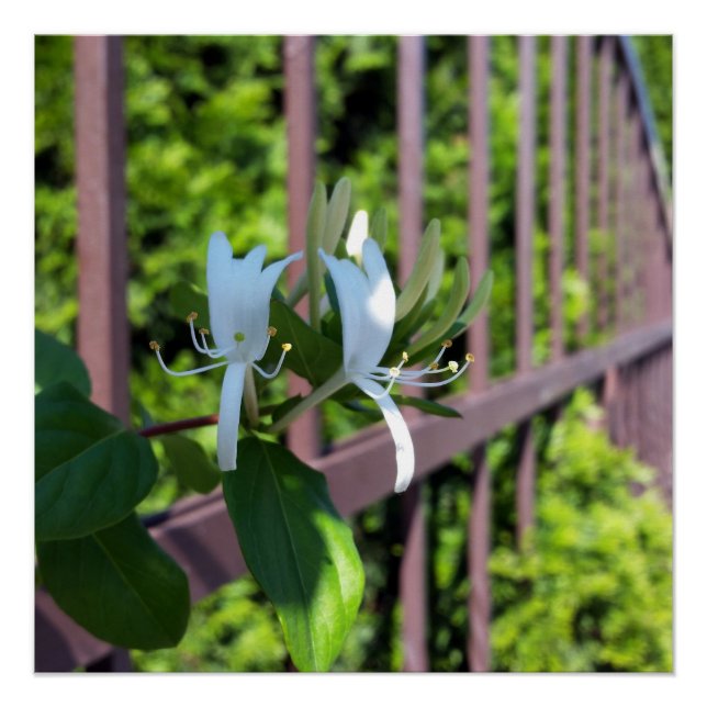 Póster fuera de fila (Anverso)