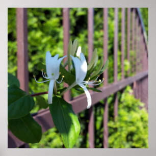 Póster fuera de fila