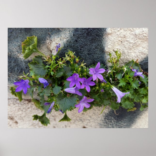 Póster fuera de la flor de la pared (Frente)