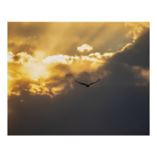 Póster Fuera Del Águila Calva Del Sol