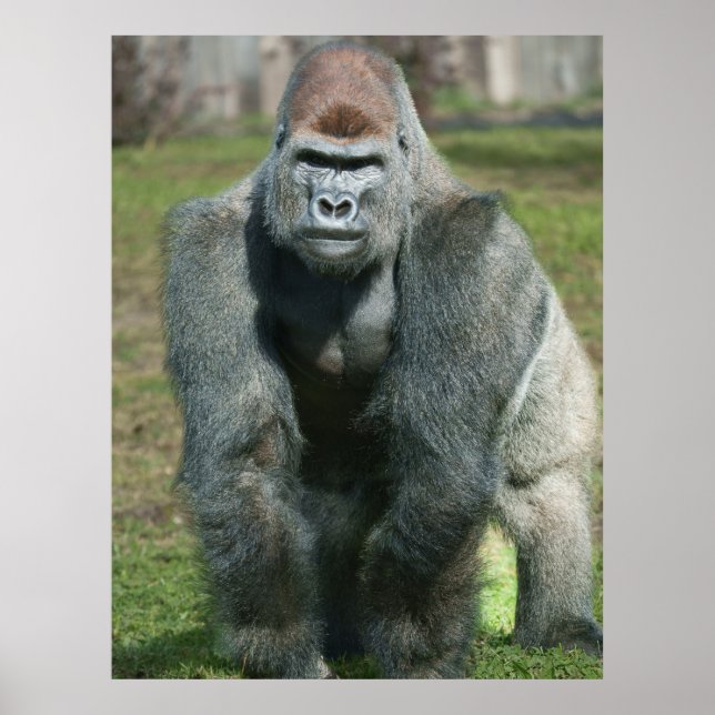 Póster Fuerza emergente - Lope the Silverback (Frente)