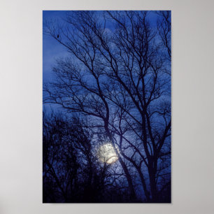 Póster Full moon and moonlight shining through trees
