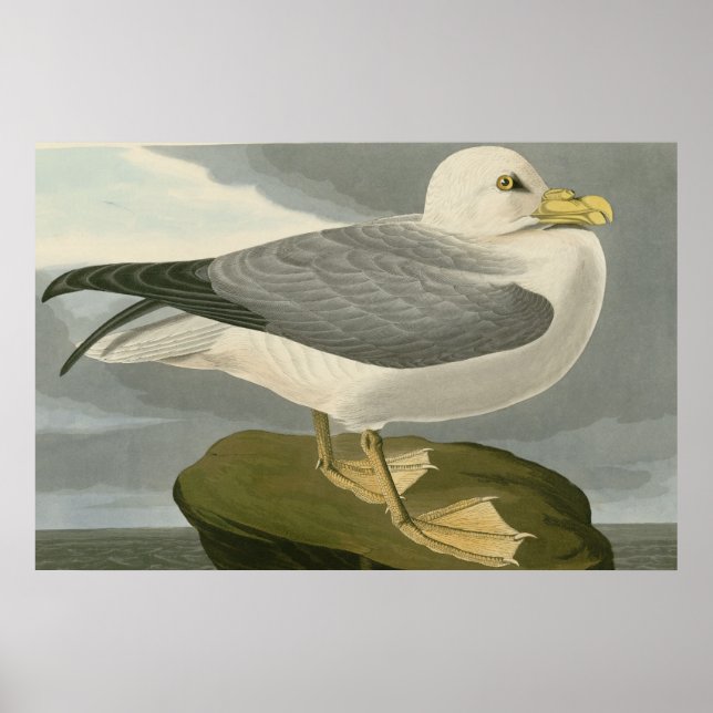 Póster Fulmar Petrel (Frente)