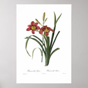 Póster Fulva del Hemerocallis