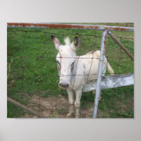 Fun Albino Mule Foto