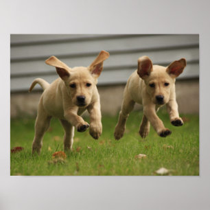 Póster Funcionamiento amarillo de los perritos de