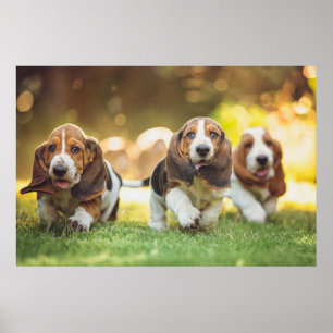 Póster Funcionamiento de los perritos de Basset Hound