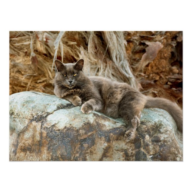 Póster Funda de cojín de gato (Anverso)