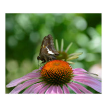 FUNDIÉNDOSE CON EL CARTEL