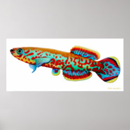 Póster Fundulopanchax Gardneri Killifish Poster