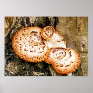 PÓSTER FUNGI