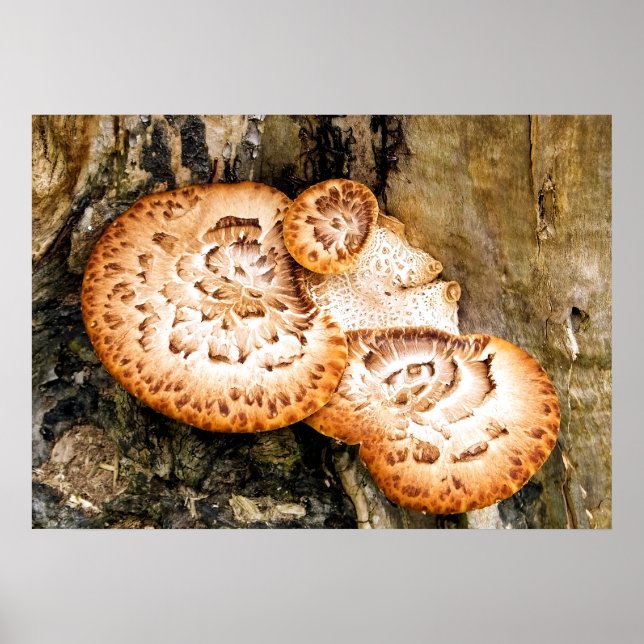 PÓSTER FUNGI (Frente)