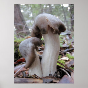 Póster Fungi de bosque de secuoya