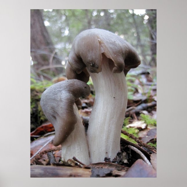 Póster Fungi de bosque de secuoya (Frente)