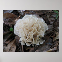 Fungo de coliflor