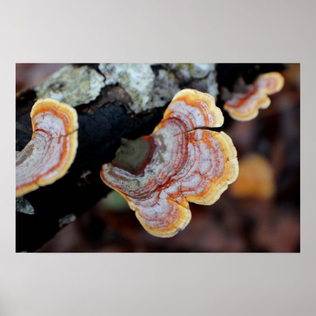 Póster Fungus en una rama (Frente)