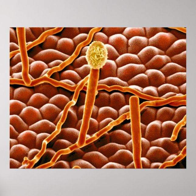 Póster Fungus polvorientos sobre Poinsettia (Frente)