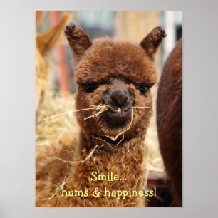 Póster Funny Alpaca Poster
