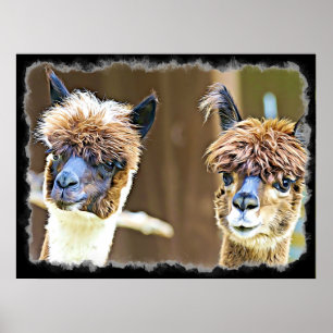 Póster Funny Alpacas Poster