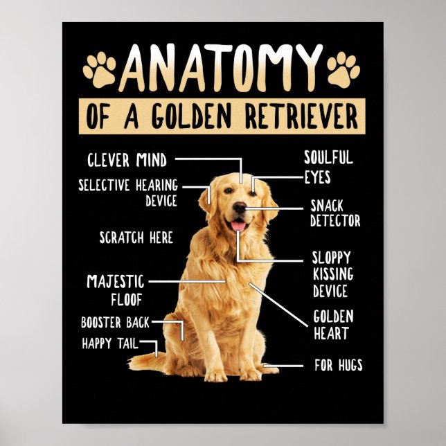 Póster Funny Anatomy Golden Retriever Dog Lover Gift (Frente)