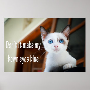 Póster Funny Animal Memes Cat Memes Humorous Photos
