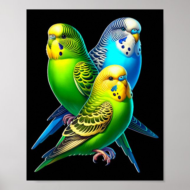 Póster Funny Budgie Budgerigar Design  (Frente)