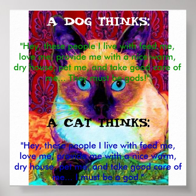Póster Funny Cat Poster (Frente)