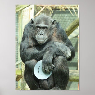 PÓSTER FUNNY CHIMPANZEE
