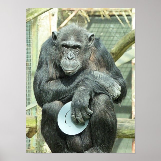 PÓSTER FUNNY CHIMPANZEE (Frente)