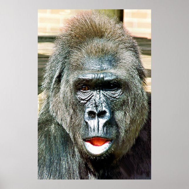 PÓSTER FUNNY CUTE GORILLA (Frente)