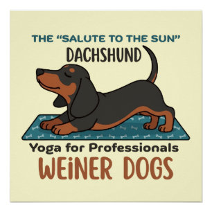 Póster Funny dachshund doing the sun salutation (yoga)
