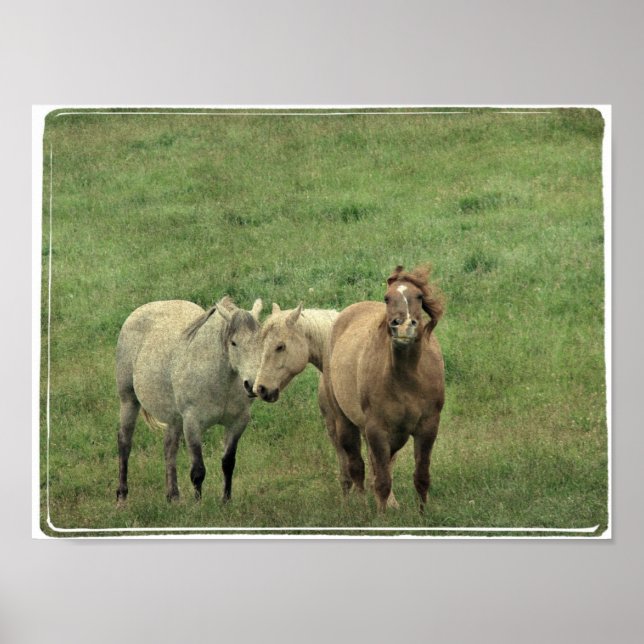 Póster Funny Equines (Frente)