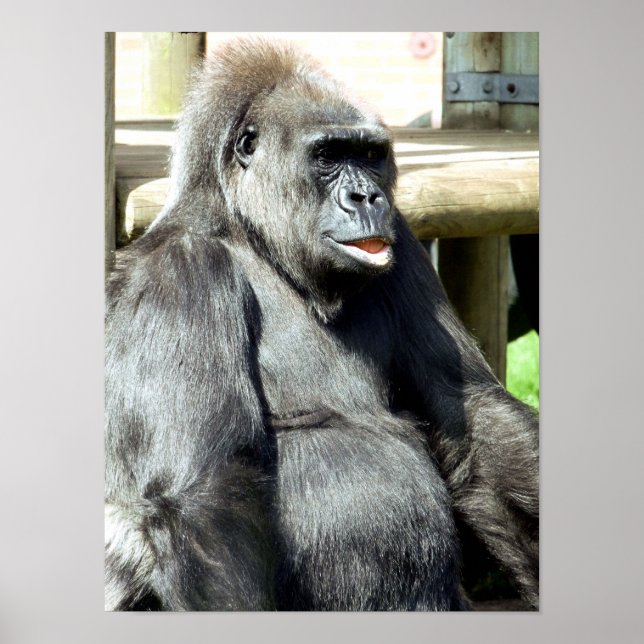 PÓSTER FUNNY GORILLA (Frente)