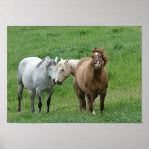 Póster Funny Horses Poster
