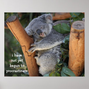 Póster Funny Koala Bear Poster; Procrastinación