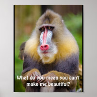 Funny Mandrill Stylistas