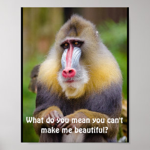 Póster Funny Mandrill Stylistas
