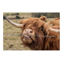 Funny Poster de vaca Highland en Escocia