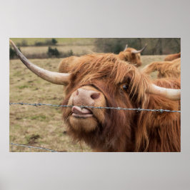Póster Funny Poster de vaca Highland en Escocia