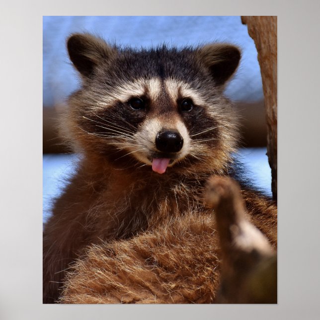 Póster Funny Raccoon Sticking It's Tongue Out (Frente)