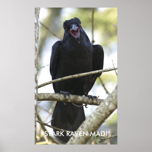 Póster Funny Raven Wildlife Photo Poster (Frente)