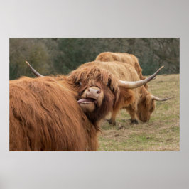 Póster Funny Scottish Highland cow Poster