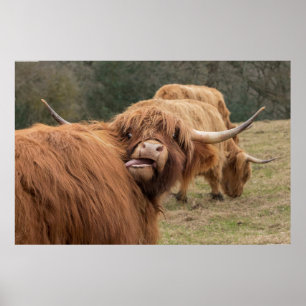 Póster Funny  Scottish Highland cow Poster