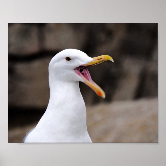 Póster FUNNY Seagull (Frente)
